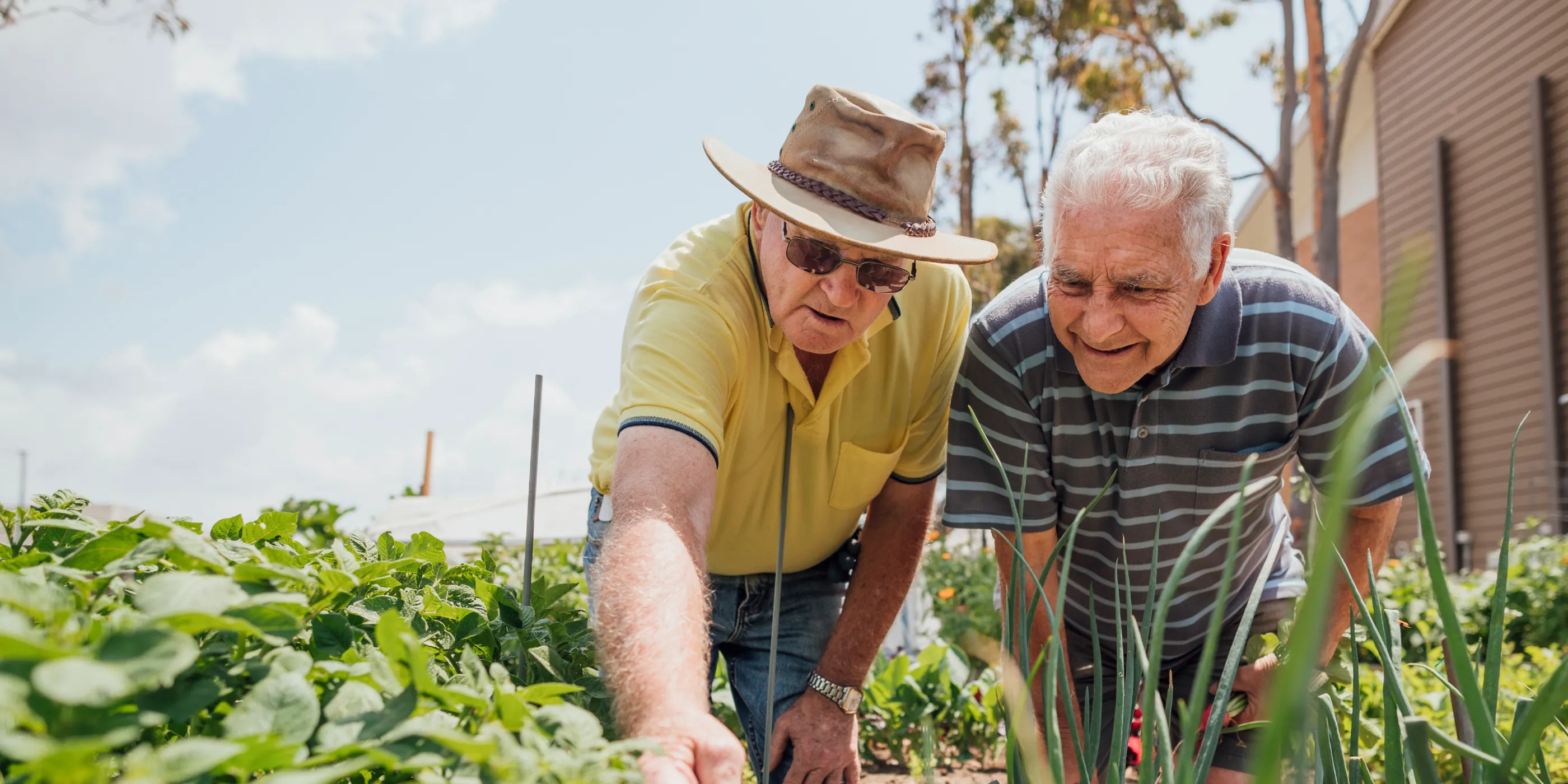 two senior friends helping each other in the garden. Both men are bent over the garden bed, inspecting the plants two senior friends helping each other in the garden. Both men are bent over the garden bed, inspecting the plants